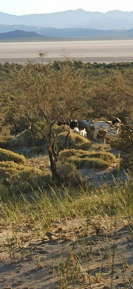 VENDO PUESTO DE 4 HECTAREAS EN LAGUNA LLANCANELO - MALARGUE, MENDOZA 