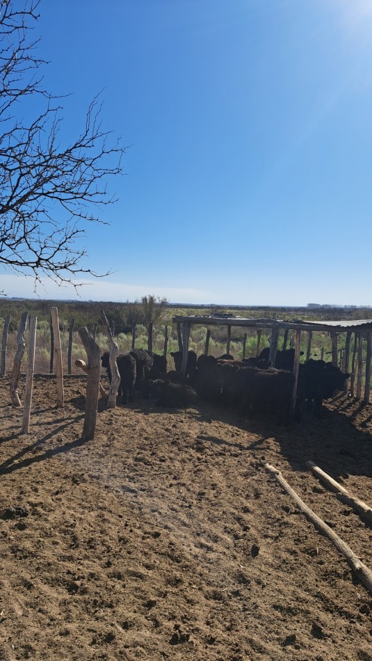 Vendo Finca de 200 has en Alto Algarrobal 18 km aprox. con Casa de San Rafael
