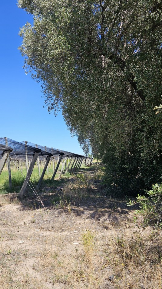 Vendo propiedad de 10.8 has con Bodega sobre Ruta 144 a menos de 4.5 km de San Rafael