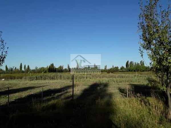 Vendo hermosa Finca zona Rama Caida de 5 hectáreas, en producción uva bonarda y mezcla con tela antigranizo. Vista Montaña