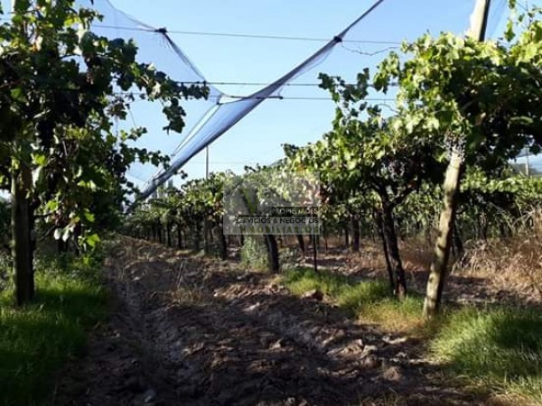 Vendo hermosa Finca zona Rama Caida de 5 hectáreas, en producción uva bonarda y mezcla con tela antigranizo. Vista Montaña