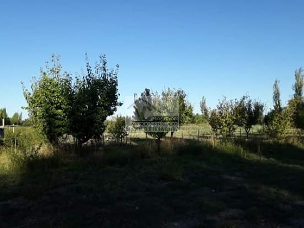 Vendo hermosa Finca zona Rama Caida de 5 hectáreas, en producción uva bonarda y mezcla con tela antigranizo. Vista Montaña