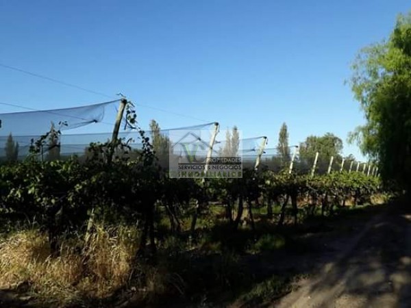 Vendo hermosa Finca zona Rama Caida de 5 hectáreas, en producción uva bonarda y mezcla con tela antigranizo. Vista Montaña