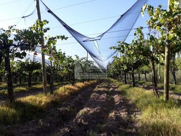 Vendo hermosa Finca zona Rama Caida de 5 hectáreas, en producción uva bonarda y mezcla con tela antigranizo. Vista Montaña