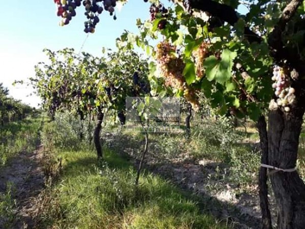 Vendo hermosa Finca zona Rama Caida de 5 hectáreas, en producción uva bonarda y mezcla con tela antigranizo. Vista Montaña