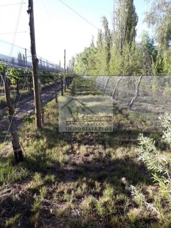 Vendo hermosa Finca zona Rama Caida de 5 hectáreas, en producción uva bonarda y mezcla con tela antigranizo. Vista Montaña