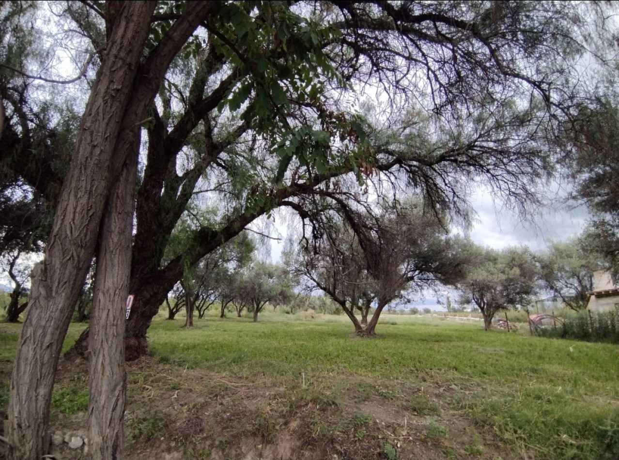 Vendo Lote 7400 m² con Avance pilastras con luz, puente, pozo, olivos. Sobre Ejercito de los Andes Rama Caida. Ejercito de los Andes. San Rafael. Mendoza 