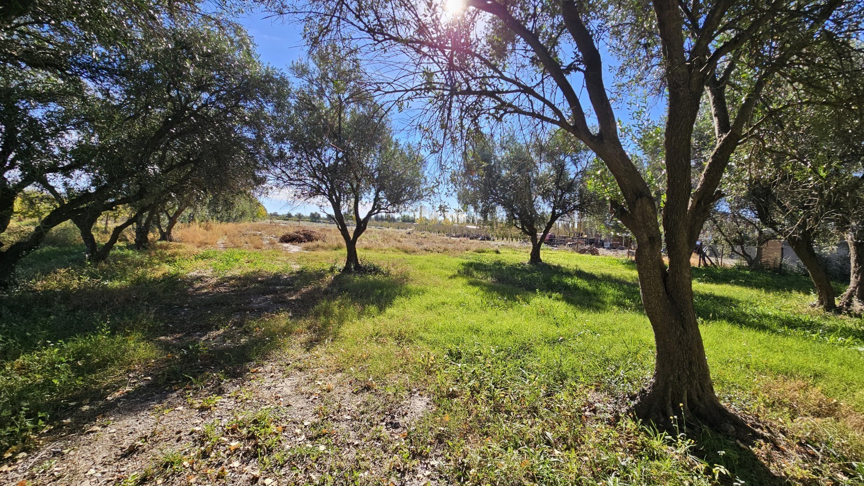 Vendo Lote 7400 m² con Avance pilastras con luz, puente, pozo, olivos. Sobre Ejercito de los Andes Rama Caida. Ejercito de los Andes. San Rafael. Mendoza 