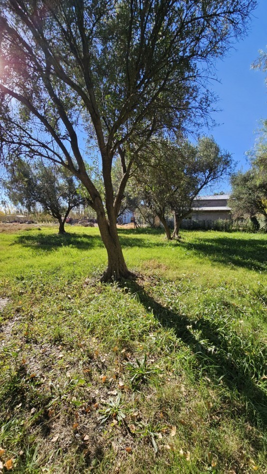 Vendo Lote 7400 m² con Avance pilastras con luz, puente, pozo, olivos. Sobre Ejercito de los Andes Rama Caida. Ejercito de los Andes. San Rafael. Mendoza 