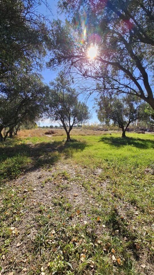 Vendo Lote 7400 m² con Avance pilastras con luz, puente, pozo, olivos. Sobre Ejercito de los Andes Rama Caida. Ejercito de los Andes. San Rafael. Mendoza 