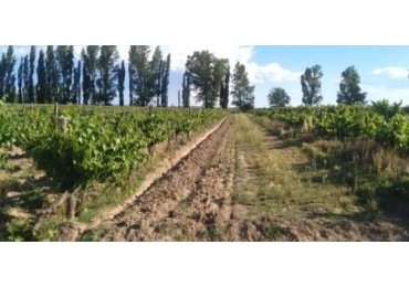 Vendo Finca 20 has Produccion UVA a 5 km de Salto de las Rosas. San Rafael.  Mendoza  