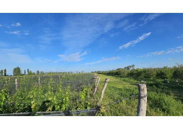 Vendo Finca 22 Has en ingreso de San Rafael. UVAS Y CIRUELA.  