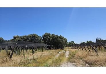 Vendo propiedad de 10.8 has con Bodega sobre Ruta 144 a menos de 4.5 km de San Rafael